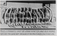  Trophies of John Hunter, the hunter