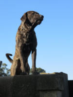 Heel, heel veel blaffende honden