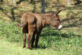 Camino is voor ezels