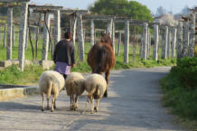 Meervoudig veevervoer