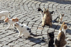 Vergadering van zwerfkatten