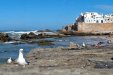 Stadszich voor meeuwen