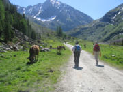 Koeien als toeschouwer