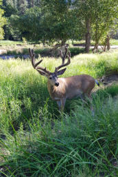 Yosemite N.P. bewoner