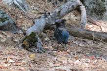 De Blue Jay, moeilijk te fotograferen