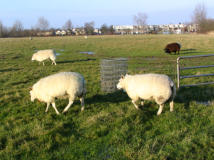 De wolletje is goed gevuld 