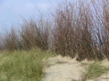 Zandverstuiving en verdediging hiertegen 