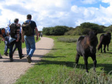 Wandelaars hadden geen tijd voor de grazers 
