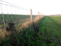 De zon doet de omheining 'oplichten'