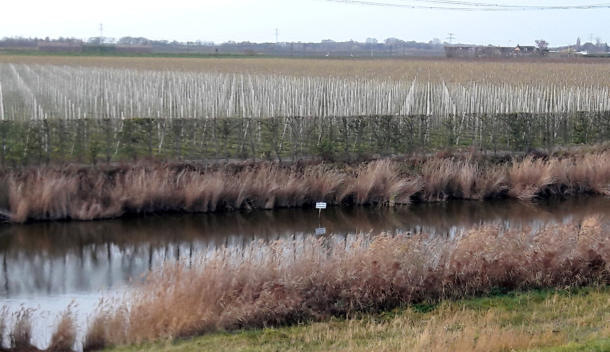 Buitengebied van Krabbendijke