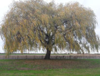 Trots van Krabbendijke