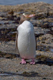 Geeloog Pinguïn