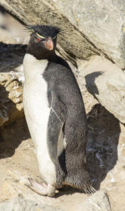Rots-springer pinguïn (foto van Wikipedia)